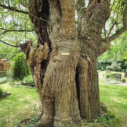 Maulbeerbäume an der Kirche Birkholz