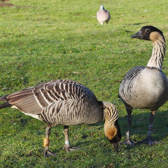 Réserve naturelle de Slimbridge
