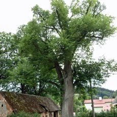 Lípa ve Velkých Svatoňovicích