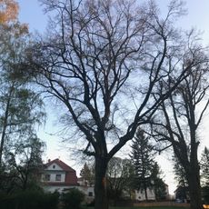 Lípa malolistá za č.p. 119 v Humpolci