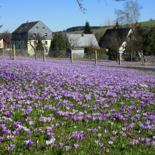 Drebacher Krokuswiesen
