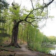Naturdenkmal Eiche Westufer Kleiner Lienewitzsee in Michendorf