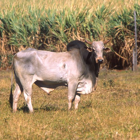 Distretto di Prakasam