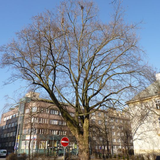 Platan javorolistý na Sokolské
