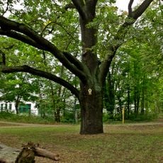 Naturdenkmal  [[Eichen|Eiche]]-[[Stieleiche]] (''Quercus robur'') Hermann‑Löns‑Straße, Nähe Hausnummer 20/Ecke Markgrafenmühle in Spremberger Vorstadt