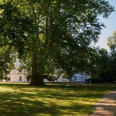 Bartošovický platan