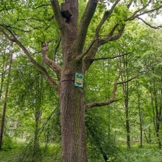 Centuries-old Oak