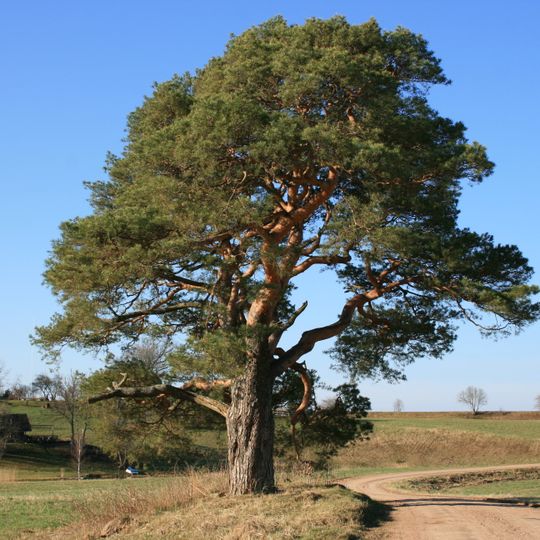 Āraišu Zviedru priede