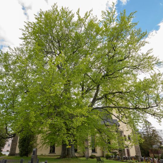 Luther beech in Niederbobritzsch