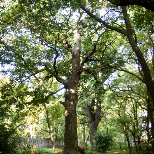 Quercus Robur, Maiorshchyna