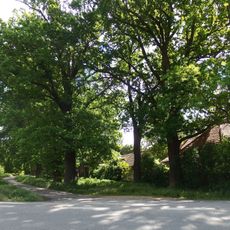 Dubové stromořadí Strážnice Žabné