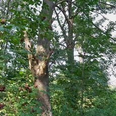 Manor park in Zwoleń-Strykowice Górne