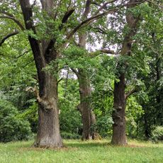 Naturdenkmal Stiel-Eiche 3 (eine der „Dreieichen“) Park, östlich anschließend an die Ortslage in Blumberg