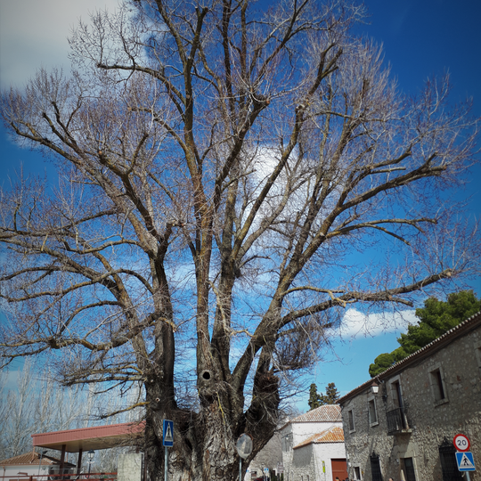 Olmo de Nuevo Baztán