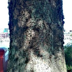 Proyecto Fondart “Los Árboles Patrimoniales de Valdivia” (2020.)