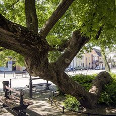Kneeling tree in Krasnystaw