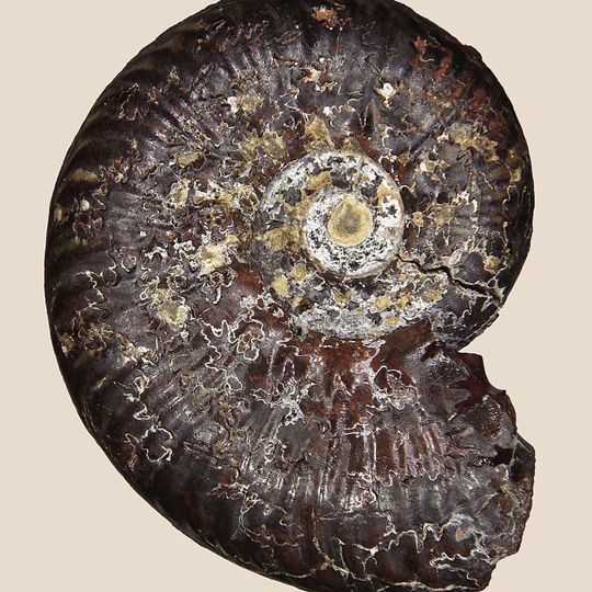 Réserve naturelle nationale du Toarcien