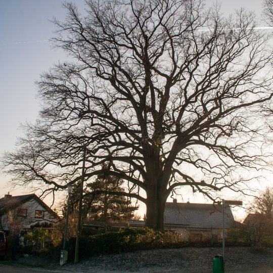Unterhaidelsbacher Huteiche
