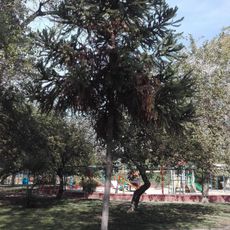 Tree