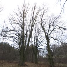 Lipové stromořadí v Červené Lhotě