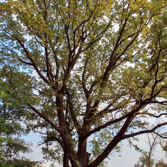 Quercus robur in Lipcani