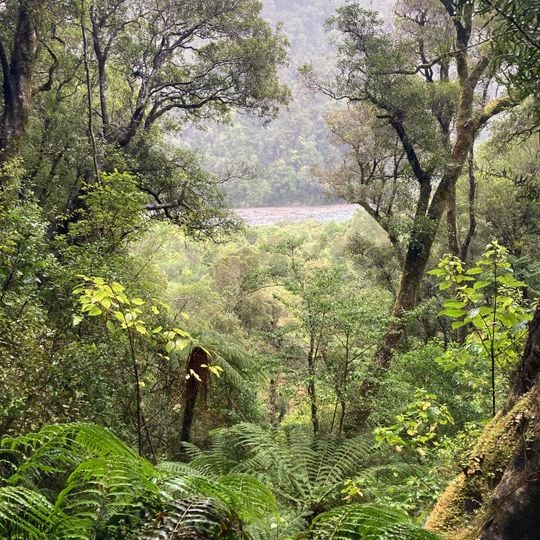 Cockayne Nature Walk