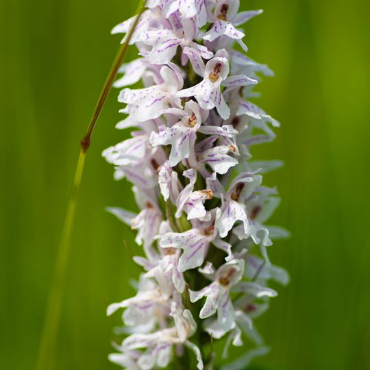Landschaftsschutzgebiet "Wachtelkopf bei Rappweiler"