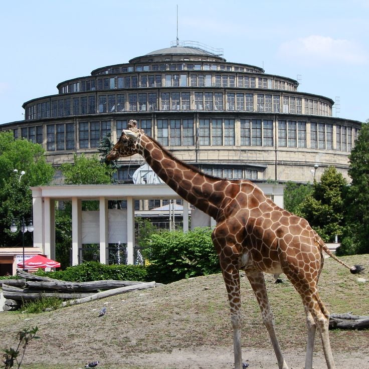 Wroclaw zoo