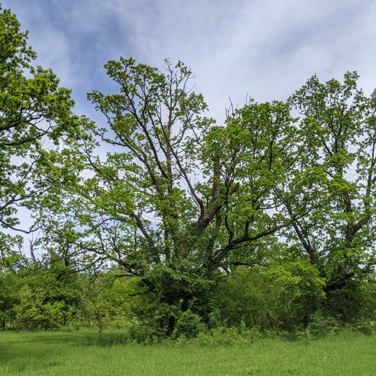 Quercus in Golyama Zhelyazna