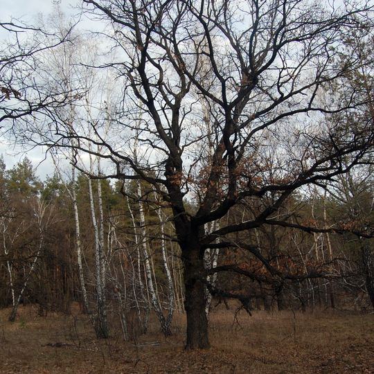 Капітанівський ліс