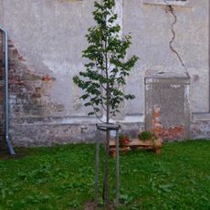 Republic Tilia in Fořt