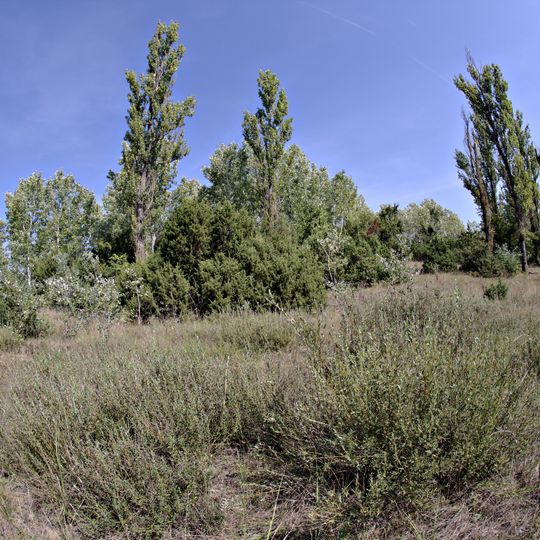 Csévharaszt juniper steppe woodlands