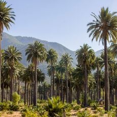 Las Palmas de Cocalán National Park