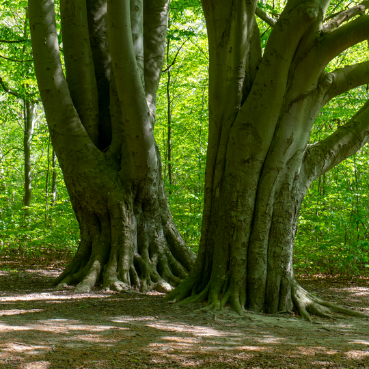Bjärreds saltsjöbads naturreservat