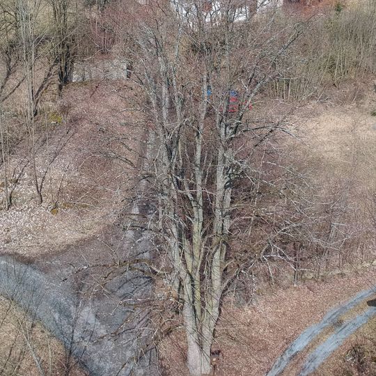 Lípa v Bystřici u Bělé nad Radbuzou