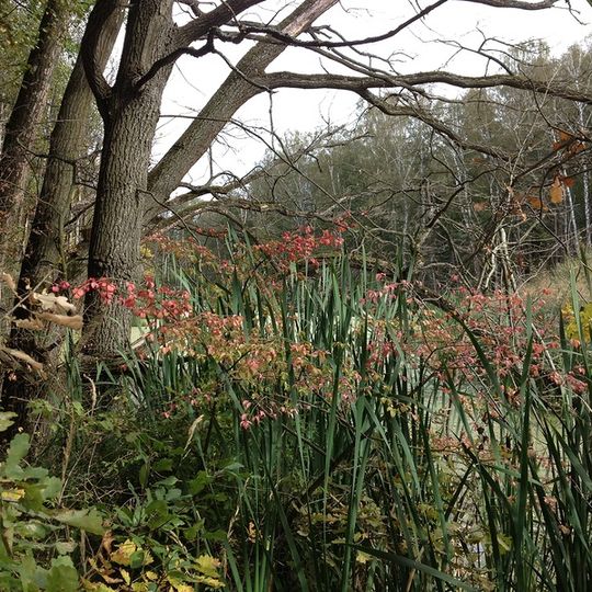 Ul'yanovskiy Lesopark