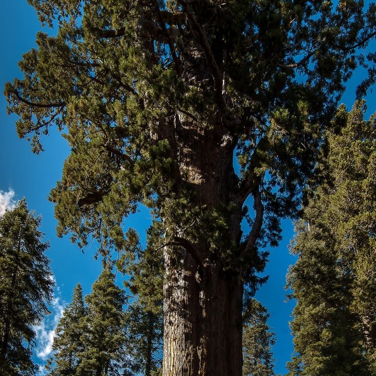 Kjempe-Sequoia