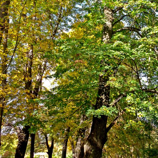 Naturdenkmal [[Linden