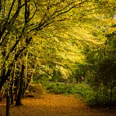 Bois du Laerbeek - Laarbeekbos