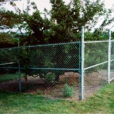 Endicott Pear Tree