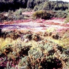 Réserve naturelle volontaire des landes d'Helfaut