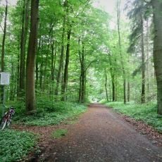 Projensdorfer Gehölz