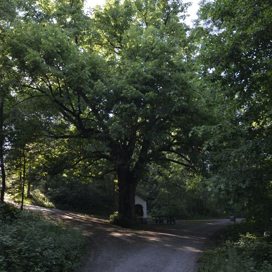 Linde in Schauerschlag
