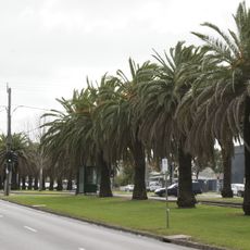 Avenue of palms, Mount Alexander Road