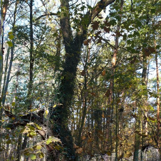 Trauben-Eiche Forst Grunewald Jagen 23