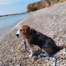 Cala de les Llanetes