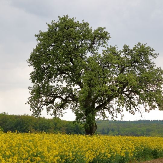 1 Birnbaum im Gewann „Bildäcker“