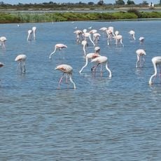 Camargue Regional Natural Park