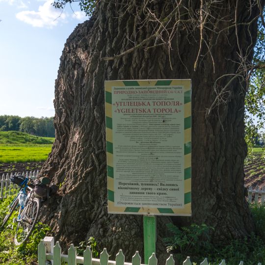 Угілецька тополя