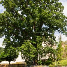 Friedenseiche Großschirma